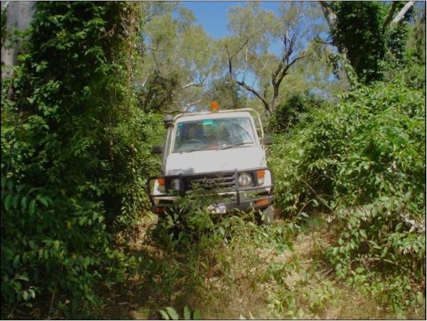 West Kimberley infestation 2006